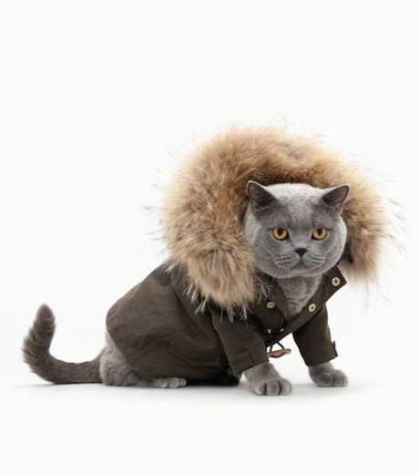 COLLECTION VETEMENTS POUR CHATS